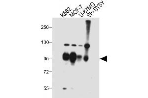 All lanes : Anti-SEC Antibody (C-term) at 1:2000 dilution Lane 1: K562 whole cell lysate Lane 2: MCF-7 whole cell lysate Lane 3: U-87MG whole cell lysate Lane 4: SH-SY5Y whole cell lysate Lysates/proteins at 20 μg per lane.