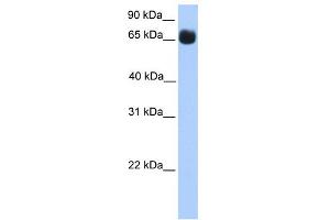 WB Suggested Anti-ZNF433 Antibody Titration:  0. (ZNF433 抗体  (N-Term))
