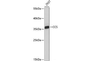 Western blot analysis of extracts of 293T cells using CCS Polyclonal Antibody at dilution of 1:1000. (Superoxide dismutase copper chaperone 抗体)