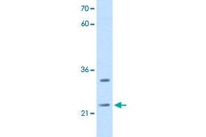 Western Blot analysis of HepG2 cell lysate with C21orf33 polyclonal antibody  at 2. (C21orf33 抗体  (N-Term))