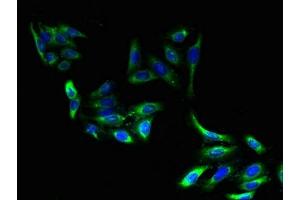 Immunofluorescent analysis of HepG2 cells using ABIN7151560 at dilution of 1:100 and Alexa Fluor 488-congugated AffiniPure Goat Anti-Rabbit IgG(H+L) (ELOVL2 抗体  (AA 91-174))