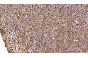 Detection of MOG in Mouse Cerebellum Tissue using Polyclonal Antibody to Myelin Oligodendrocyte Glycoprotein (MOG) (MOG 抗体  (AA 29-153))
