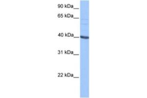 Western Blotting (WB) image for anti-Protein AF-9 (MLLT3) antibody (ABIN2461725) (AF9 抗体)