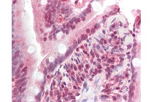 Anti-ZNF521 antibody IHC staining of human small intestine. (ZNF521 抗体  (N-Term))