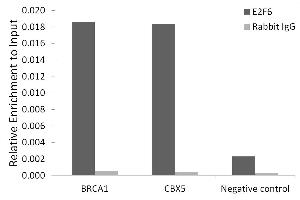 Chromatin immunoprecipitation analysis of extracts of 293T cells, using E2F6 antibody (ABIN7266876) and rabbit IgG. (E2F6 抗体)