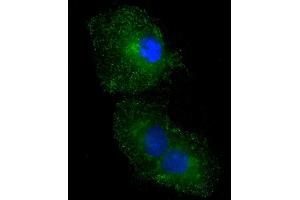 Immunofluorescence (IF) image for anti-STE20-Related Kinase Adaptor alpha (STRADA) (AA 12-41), (N-Term) antibody (ABIN391217)