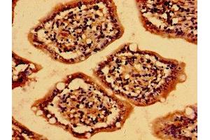 Immunohistochemistry of paraffin-embedded human small intestine tissue using ABIN7159213 at dilution of 1:100 (MC4R 抗体  (AA 1-43))