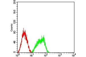 Flow cytometric analysis of HL-60 cells using BCL10 mouse mAb (green) and negative control (red). (BCL10 抗体  (AA 98-234))