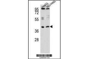 Western blot analysis of RSAD1 Antibody in HepG2,NCI-H460 cell line lysates (35ug/lane)