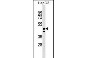 UNC93A Antibody (N-term) (ABIN1538961 and ABIN2849386) western blot analysis in HepG2 cell line lysates (35 μg/lane). (UNC93A 抗体  (N-Term))