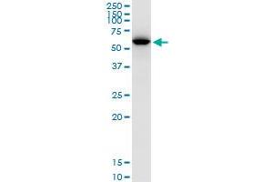 UGDH MaxPab polyclonal antibody. (UGDH 抗体  (AA 1-494))