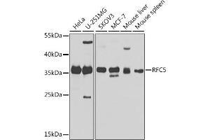 Western blot analysis of extracts of various cell lines, using RFC5 antibody (ABIN6132221, ABIN6146883, ABIN6146884 and ABIN6224077) at 1:1000 dilution. (RFC5 抗体  (AA 181-340))