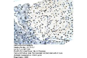 Mouse intestine (RNF6 抗体  (N-Term))