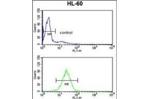 HSD17B7 Antibody (N-term) (ABIN390725 and ABIN2840999) flow cytometry analysis of HL-60 cells (bottom histogram) compared to a negative control cell (top histogram). (HSD17B7 抗体  (N-Term))