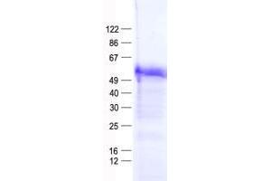 Western Blotting (WB) image for Zinc Finger Protein 669 (ZNF669) protein (His tag) (ABIN2736093)