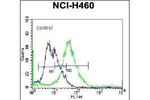 PELI3 Antibody (N-term) (ABIN657376 and ABIN2846422) flow cytometric analysis of NCI- cells (right histogram) compared to a negative control cell (left histogram). (Pellino 3 抗体  (N-Term))
