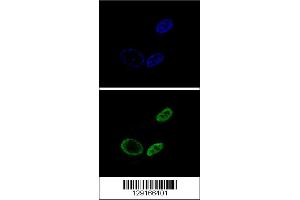 Confocal immunofluorescent analysis of NR0B2 Antibody with HepG2 cell followed by Alexa Fluor 488-conjugated goat anti-rabbit lgG (green). (NR0B2 抗体  (AA 56-83))