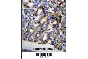 C10orf2 Antibody immunohistochemistry analysis in formalin fixed and paraffin embedded human pancreas tissue followed by peroxidase conjugation of the secondary antibody and DAB staining. (C10orf2 抗体  (C-Term))