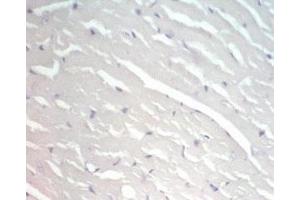 Rat heart issue was stained by pre-immuno serum (Adiponectin Receptor 2 抗体  (AA 374-386))