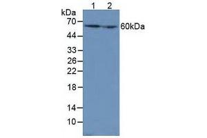 Western blot analysis of (1) Mouse Liver Tissue and (2) Mouse Kidney Tissue. (Catalase 抗体  (AA 32-157))