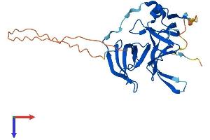 Spindlin Family, Member 2C (SPIN2C) (AA 1-257) protein (His tag)