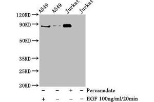 Western Blotting (WB) image for anti-Signal Transducer and Activator of Transcription 3 (Acute-Phase Response Factor) (STAT3) (pTyr705) antibody (ABIN7127755)