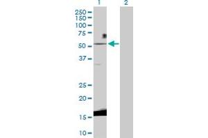 Western Blotting (WB) image for anti-Wingless-Type MMTV Integration Site Family, Member 3 (WNT3) (AA 1-355) antibody (ABIN521383)