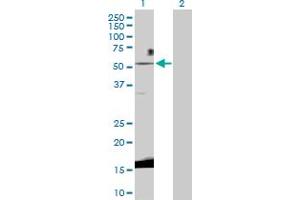 Western Blot analysis of WNT3 expression in transfected 293T cell line by WNT3 MaxPab polyclonal antibody. (WNT3 抗体  (AA 1-355))