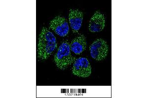Confocal immunofluorescent analysis of TNFRSF11B Antibody with NCI-H460 cell followed by Alexa Fluor 488-conjugated goat anti-rabbit lgG (green). (Osteoprotegerin 抗体  (AA 243-271))