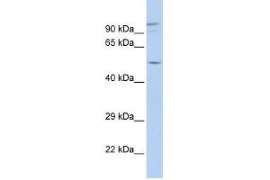 GJA3 antibody used at 1 ug/ml to detect target protein. (GJA3 抗体  (N-Term))