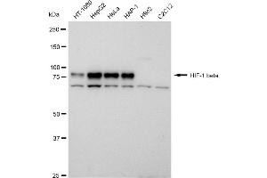 Western blotting analysis using HIF 1 beta antibody (ABIN7797657). (Recombinant ARNT 抗体)