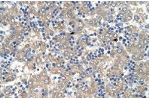 Immunohistochemical staining (Formalin-fixed paraffin-embedded sections) of human liver with C3orf10 polyclonal antibody  at 4-8 ug/mL working concentration. (BRK1 抗体  (Internal Region))