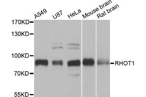 Western blot analysis of extracts of various cell lines, using RHOT1 antibody (ABIN5973450) at 1/1000 dilution. (RHOT1 抗体)