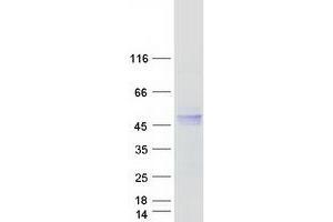 Validation with Western Blot (HFE Protein (Transcript Variant 1) (Myc-DYKDDDDK Tag))