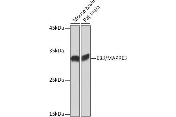 MAPRE3 抗体