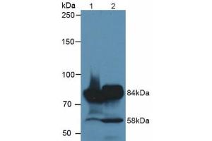 Figure. (MEP1A 抗体  (AA 213-506))
