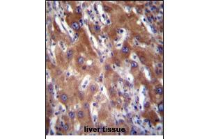 GNE Antibody (N-term) (ABIN656219 and ABIN2845536) immunohistochemistry analysis in formalin fixed and paraffin embedded human liver tissue followed by peroxidase conjugation of the secondary antibody and DAB staining.