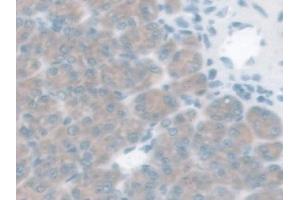 Immunohistochemistry (IHC) image for anti-Glucagon-Like Peptide 1 Receptor (GLP1R) (AA 25-145) antibody (ABIN7435535)