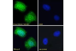 ABIN190850 Immunofluorescence analysis of paraformaldehyde fixed U2OS cells, permeabilized with 0. (ABHD5 抗体  (Internal Region))