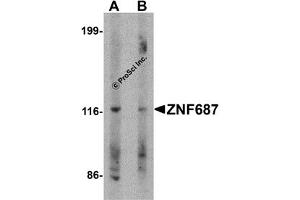 Western Blotting (WB) image for anti-Zinc Finger Protein 687 (ZNF687) (C-Term) antibody (ABIN1030830) (ZNF687 抗体  (C-Term))