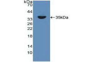 Western blot analysis of recombinant Human RELB. (RELB 抗体  (AA 248-492))