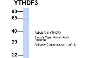 Host: Rabbit  Target Name: YTHDF3  Sample Tissue: Human Adult Placenta  Antibody Dilution: 1. (YTHDF3 抗体  (N-Term))
