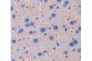 IHC-P analysis of Mouse Tissue, with DAB staining. (IFNAR1 抗体  (AA 104-341))