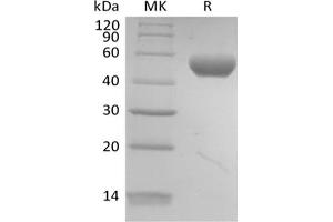 Western Blotting (WB) image for Poliovirus Receptor-Related 2 (Herpesvirus Entry Mediator B) (PVRL2) (Active) protein (Biotin,His-Avi Tag) (ABIN7319914)