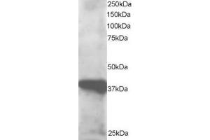 Western Blotting (WB) image for anti-GIPC PDZ Domain Containing Family, Member 3 (GIPC3) (N-Term) antibody (ABIN2465761)