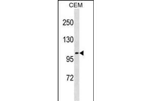 UNC5C Antibody (N-term) (ABIN1881983 and ABIN2838863) western blot analysis in CEM cell line lysates (35 μg/lane). (Unc5c 抗体  (N-Term))