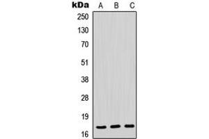 Western blot analysis of POLR2H expression in HeLa (A), mouse liver (B), rat liver (C) whole cell lysates. (POLR2H 抗体  (N-Term))