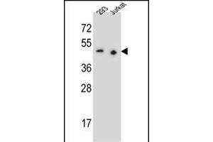 X9 Antibody (N-term) (ABIN655527 and ABIN2845040) western blot analysis in 293,Jurkat cell line lysates (35 μg/lane). (PAX9 抗体  (N-Term))