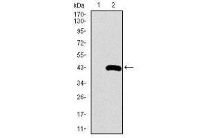 Image no. 1 for anti-Surfactant Protein C (SFTPC) antibody (ABIN1491610) (Surfactant Protein C 抗体)