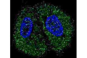 Immunofluorescence (IF) image for anti-Pyruvate Kinase (PK) antibody (ABIN2922768) (Pyruvate Kinase 抗体)